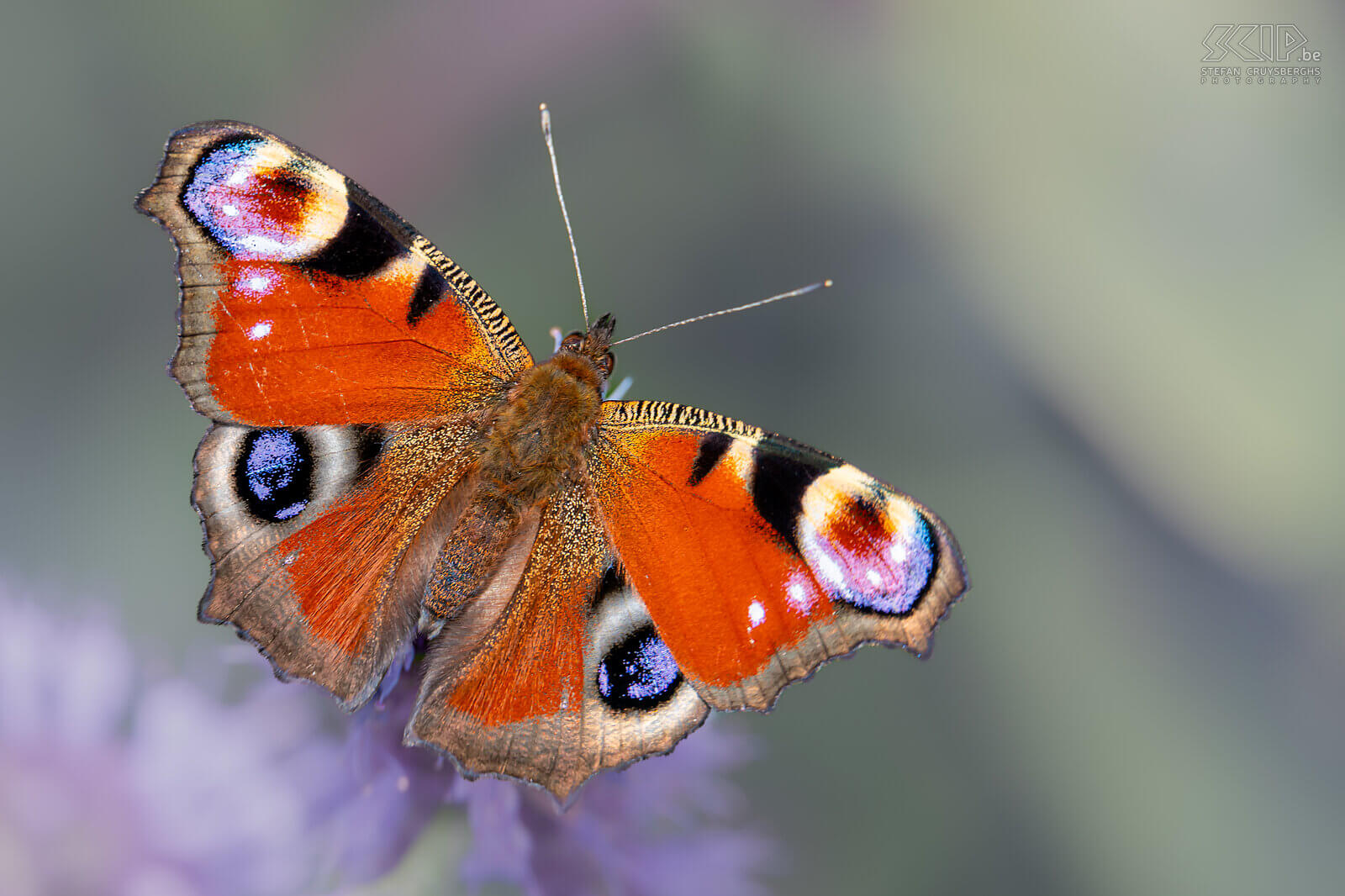 Insects - European peacock moth One of the most famous butterflies in our country Belgium is undoubtedly the brightly colored European peacock (Aglais io). It is also one of the first species to reappear in spring. Stefan Cruysberghs